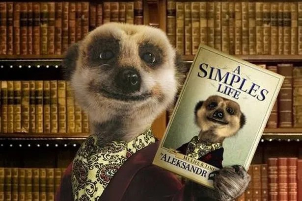 Meerkats to be axed from Compare the Market adverts Mirror Online